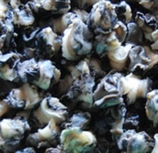 우렁이(손질후) 1kg