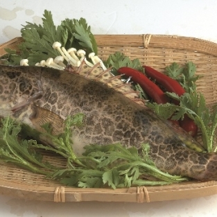 쏘가리 1kg이상(매운탕3-5미, 횟감 2미)