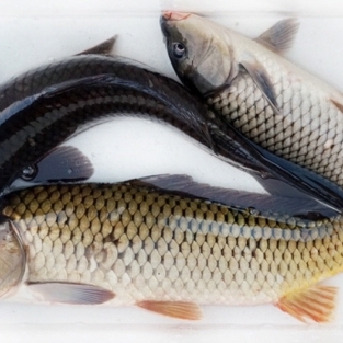 잉어 3kg(1마리) 이상