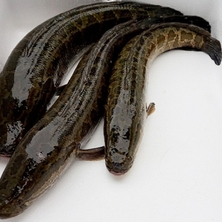 가물치 3kg 이상(1마리)